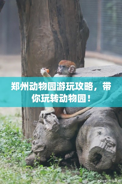 鄭州動(dòng)物園游玩攻略，帶你玩轉(zhuǎn)動(dòng)物園！