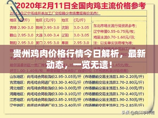 貴州雞肉價(jià)格行情今日解析，最新動(dòng)態(tài)，一覽無(wú)遺！