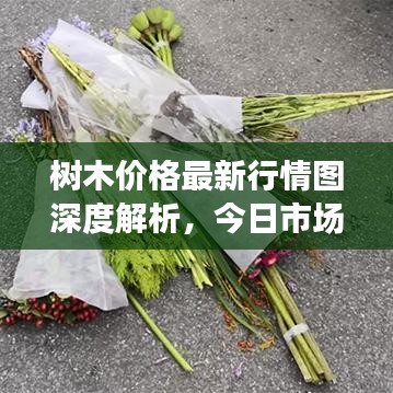 樹(shù)木價(jià)格最新行情圖深度解析，今日市場(chǎng)動(dòng)態(tài)一網(wǎng)打盡！