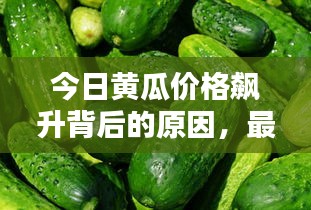 今日黃瓜價(jià)格飆升背后的原因，最新消息全面解析