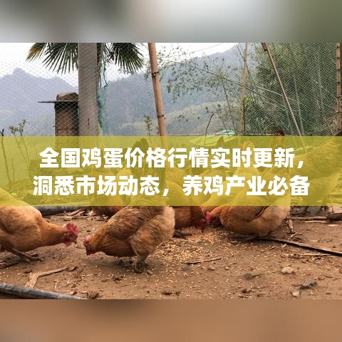 全國雞蛋價(jià)格行情實(shí)時(shí)更新，洞悉市場動(dòng)態(tài)，養(yǎng)雞產(chǎn)業(yè)必備參考資訊平臺(tái)