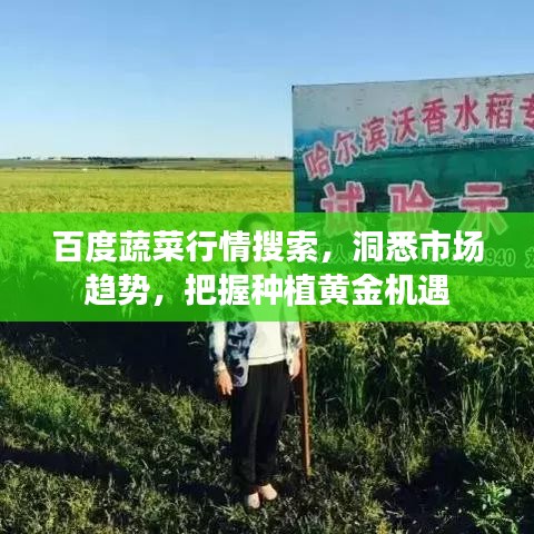 百度蔬菜行情搜索，洞悉市場趨勢(shì)，把握種植黃金機(jī)遇