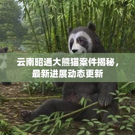 云南昭通大熊貓案件揭秘，最新進(jìn)展動態(tài)更新