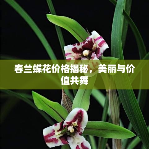 春蘭蝶花價(jià)格揭秘，美麗與價(jià)值共舞