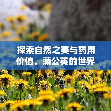 探索自然之美與藥用價(jià)值，蒲公英的世界等你來發(fā)現(xiàn)