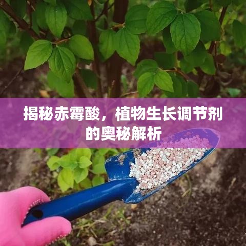 揭秘赤霉酸，植物生長調(diào)節(jié)劑的奧秘解析