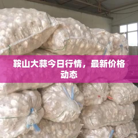 鞍山大蒜今日行情，最新價格動態(tài)