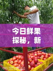 今日鮮果探秘，新鮮果實(shí)世界的最新動態(tài)