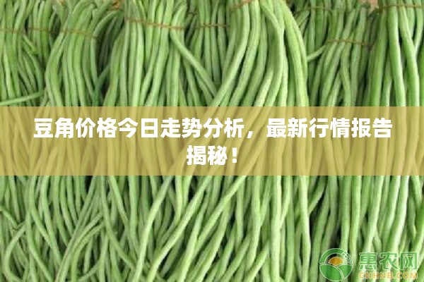 豆角價(jià)格今日走勢(shì)分析，最新行情報(bào)告揭秘！