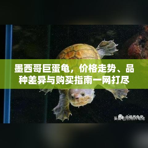 墨西哥巨蛋龜，價格走勢、品種差異與購買指南一網(wǎng)打盡