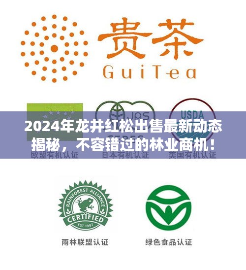 2024年龍井紅松出售最新動態(tài)揭秘，不容錯過的林業(yè)商機(jī)！