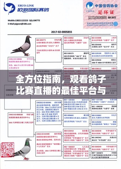 全方位指南，觀看鴿子比賽直播的最佳平臺(tái)與渠道！