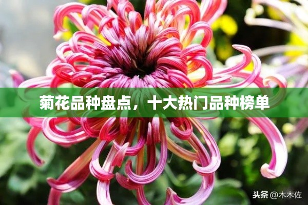 菊花品種盤點(diǎn)，十大熱門品種榜單