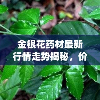 金銀花藥材最新行情走勢揭秘，價格動態(tài)與市場趨勢分析