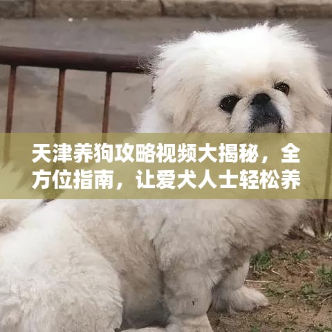 天津養(yǎng)狗攻略視頻大揭秘，全方位指南，讓愛犬人士輕松養(yǎng)寵！