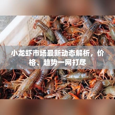 小龍蝦市場(chǎng)最新動(dòng)態(tài)解析，價(jià)格、趨勢(shì)一網(wǎng)打盡