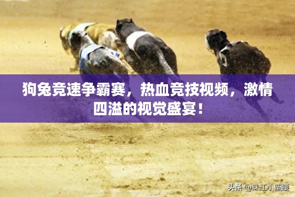 狗兔競速爭霸賽，熱血競技視頻，激情四溢的視覺盛宴！