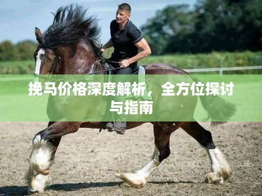 挽馬價格深度解析，全方位探討與指南