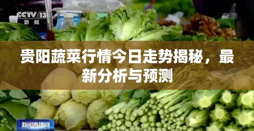 貴陽蔬菜行情今日走勢揭秘，最新分析與預(yù)測