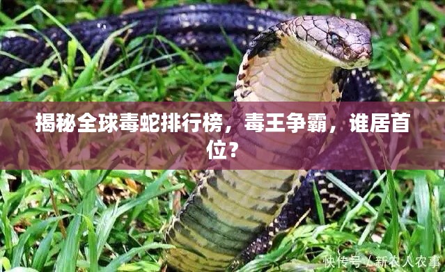 揭秘全球毒蛇排行榜，毒王爭霸，誰居首位？