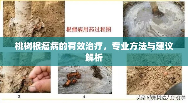 桃樹根瘤病的有效治療，專業(yè)方法與建議解析