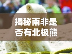揭秘南非是否有北極熊存在？百度帶你探尋真相！
