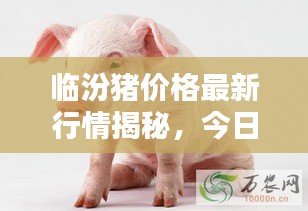 臨汾豬價格最新行情揭秘，今日走勢分析與預(yù)測