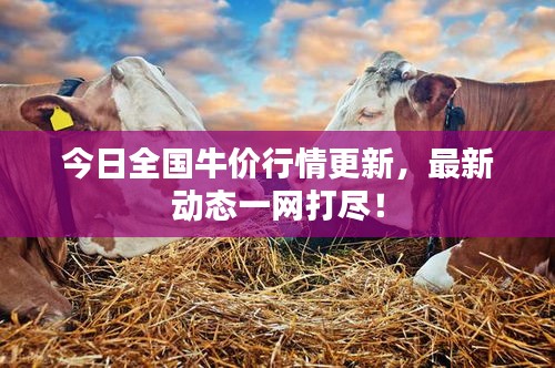 今日全國(guó)牛價(jià)行情更新，最新動(dòng)態(tài)一網(wǎng)打盡！