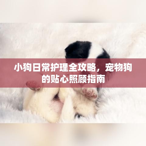 小狗日常護(hù)理全攻略，寵物狗的貼心照顧指南