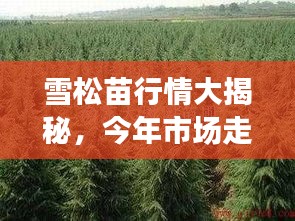 雪松苗行情大揭秘，今年市場走勢分析！
