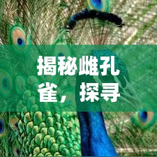 揭秘雌孔雀，探尋百度下的神秘生物世界
