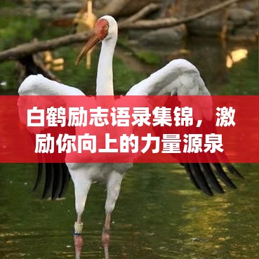 白鶴勵(lì)志語錄集錦，激勵(lì)你向上的力量源泉