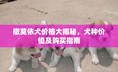 撒莫依犬價(jià)格大揭秘，犬種價(jià)值及購買指南