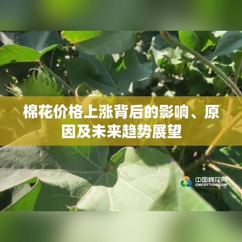 棉花價格上漲背后的影響、原因及未來趨勢展望