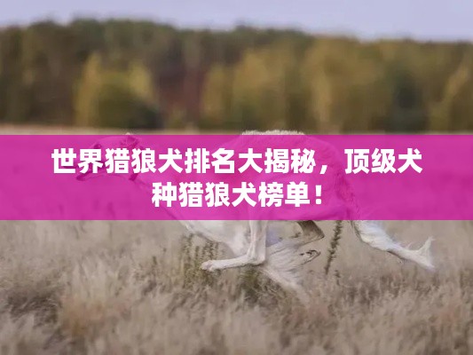 世界獵狼犬排名大揭秘，頂級(jí)犬種獵狼犬榜單！