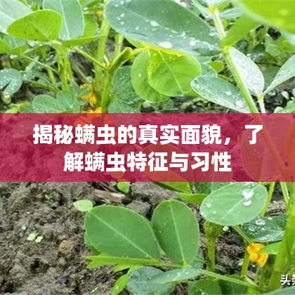 揭秘螨蟲的真實面貌，了解螨蟲特征與習(xí)性