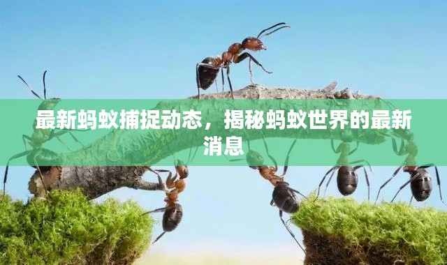 最新螞蟻捕捉動態(tài)，揭秘螞蟻世界的最新消息