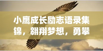 小鷹成長勵志語錄集錦，翱翔夢想，勇攀高峰！