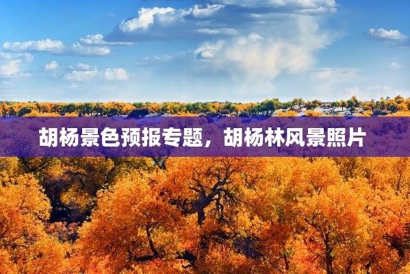 胡楊景色預(yù)報(bào)專題，胡楊林風(fēng)景照片 