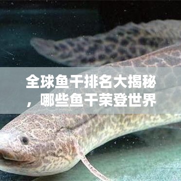 全球魚干排名大揭秘，哪些魚干榮登世界之最榜單？