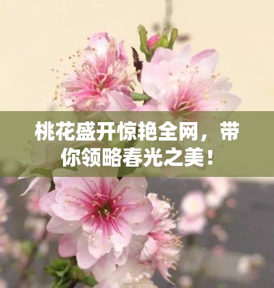 桃花盛開驚艷全網(wǎng)，帶你領(lǐng)略春光之美！