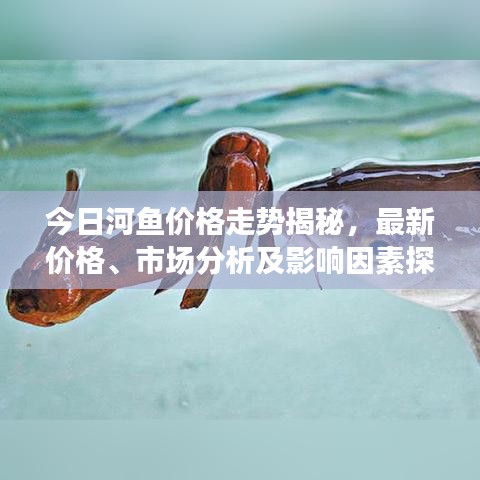 今日河魚價格走勢揭秘，最新價格、市場分析及影響因素探討