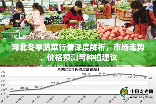 河北冬季蔬菜行情深度解析，市場(chǎng)走勢(shì)、價(jià)格預(yù)測(cè)與種植建議