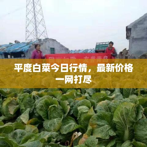 平度白菜今日行情，最新價格一網打盡