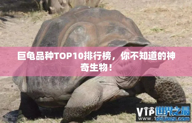 巨龜品種TOP10排行榜，你不知道的神奇生物！