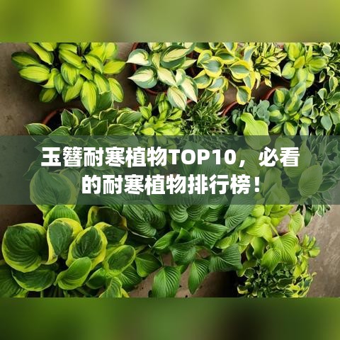 玉簪耐寒植物TOP10，必看的耐寒植物排行榜！