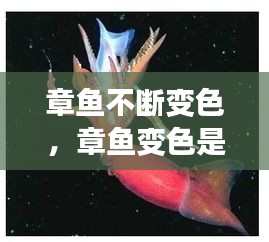 章魚不斷變色，章魚變色是主動變異嗎 