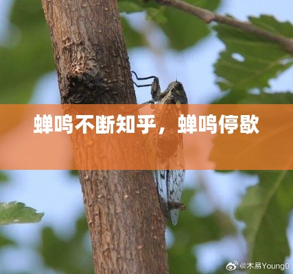 蟬鳴不斷知乎，蟬鳴停歇 