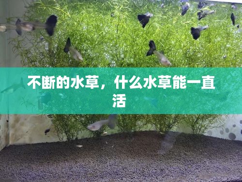 不斷的水草，什么水草能一直活 