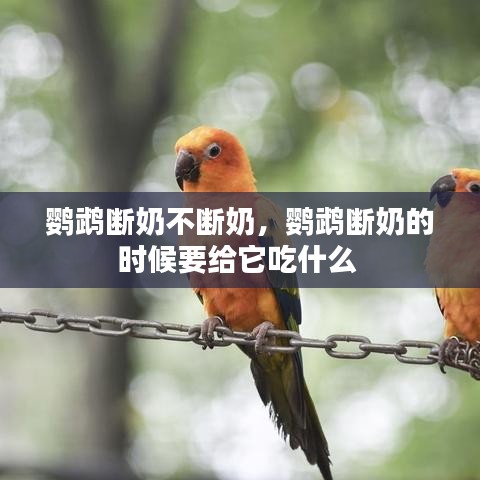 鸚鵡斷奶不斷奶，鸚鵡斷奶的時(shí)候要給它吃什么 